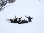 122_ Les yaks en perdition