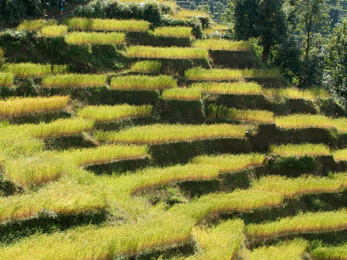 79_ Hautes terrasses de riz