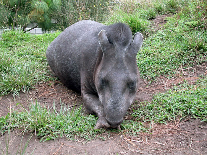 32 Le Tapir du zoo de Banos