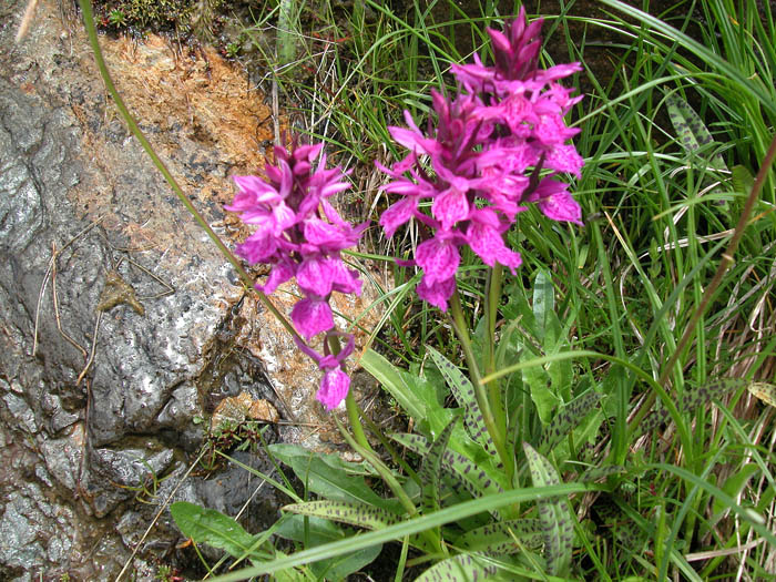 014 Orchides de montagne